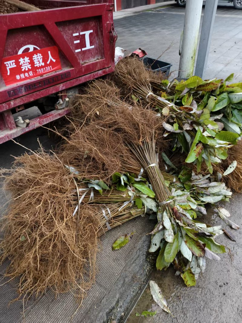 厚皮中药材厚朴树苗川朴紫油厚朴苗庭院种植中经济造林正品正