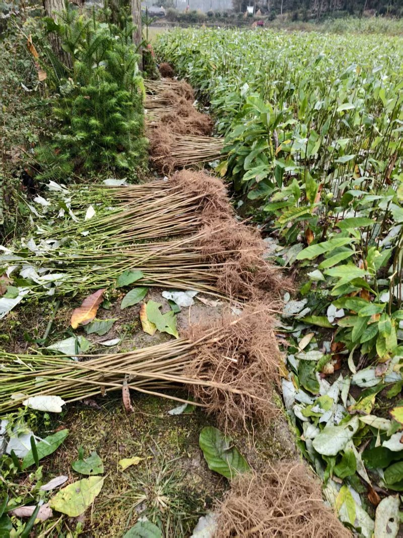 厚皮中药材厚朴树苗川朴紫油厚朴苗庭院种植中经济造林正品正