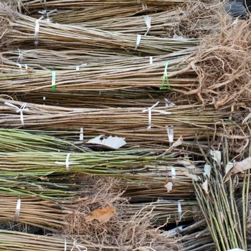 厚皮中药材厚朴树苗川朴紫油厚朴苗庭院种植中经济造林正品正