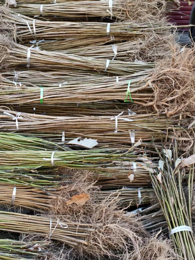 厚皮中药材厚朴树苗川朴紫油厚朴苗庭院种植中经济造林正品正