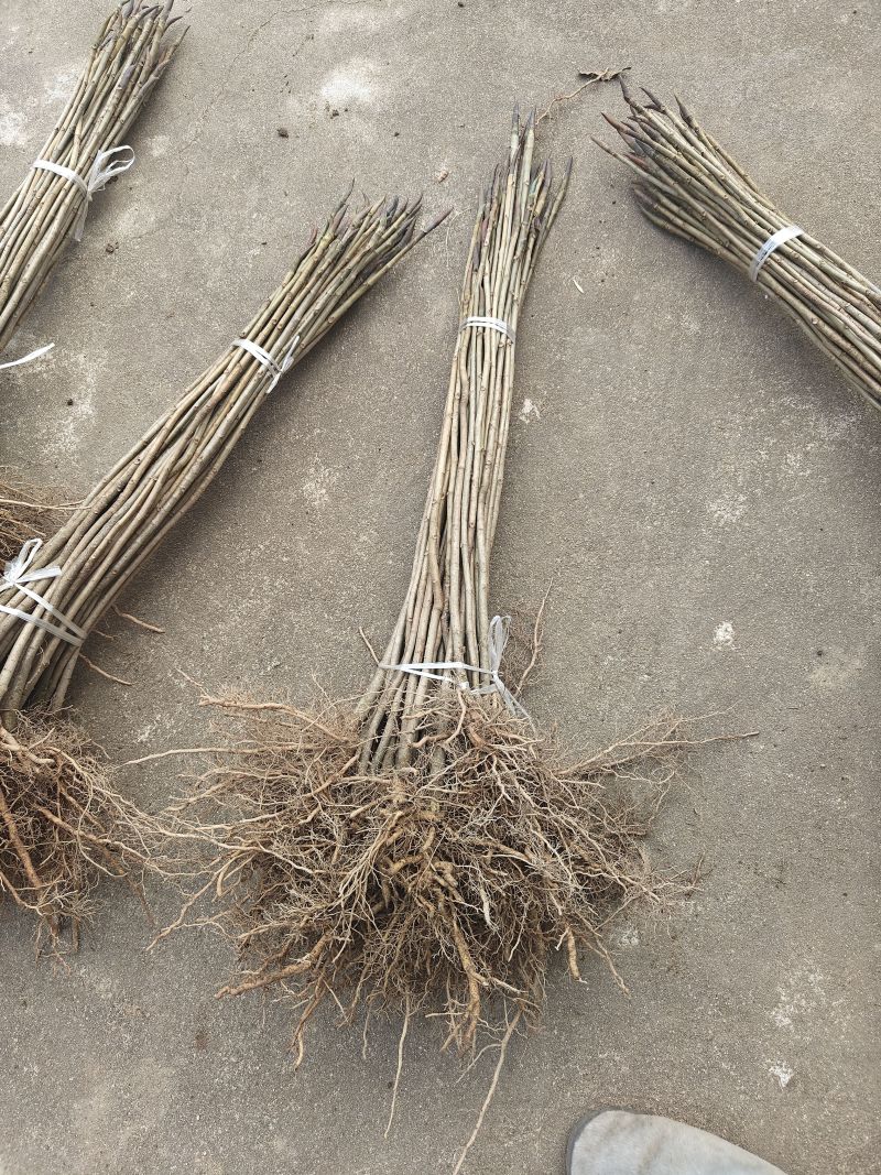 厚皮中药材厚朴树苗川朴紫油厚朴苗庭院种植中经济造林正品正