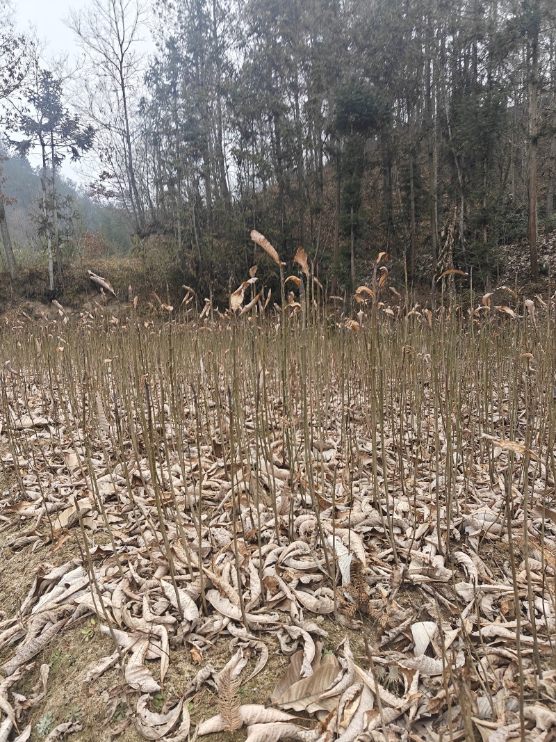 厚皮中药材厚朴树苗川朴紫油厚朴苗庭院种植中经济造林正品正