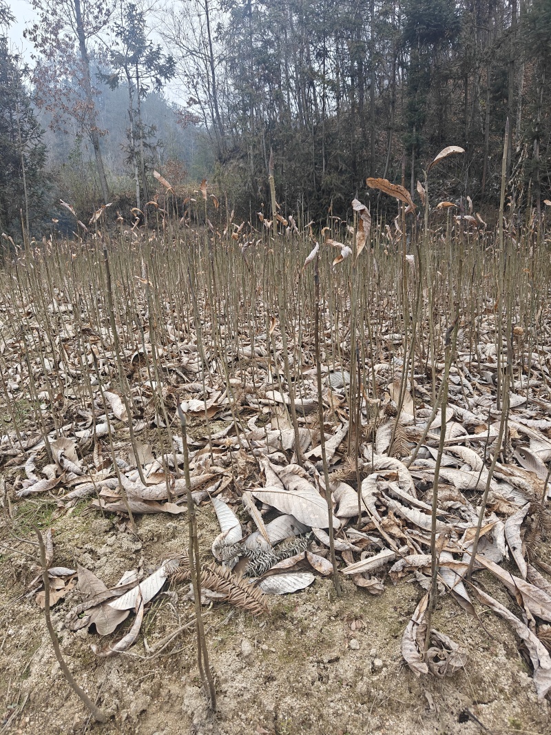 厚皮中药材厚朴树苗川朴紫油厚朴苗庭院种植中经济造林正品正