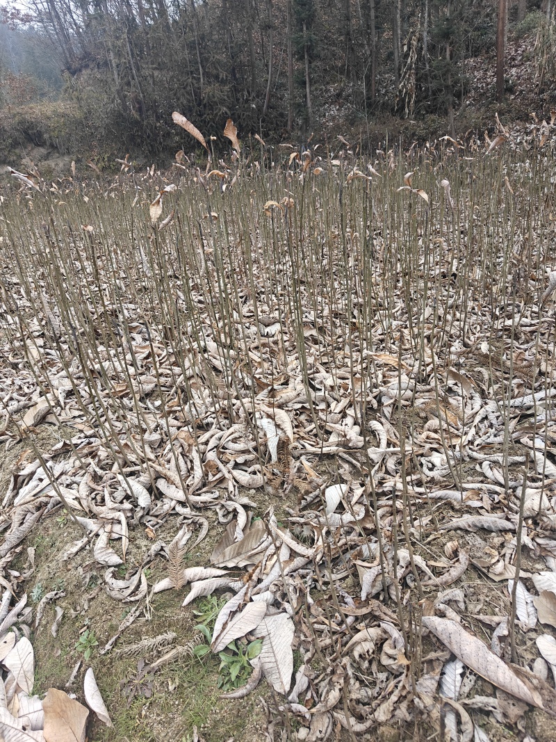 厚皮中药材厚朴树苗川朴紫油厚朴苗庭院种植中经济造林正品正