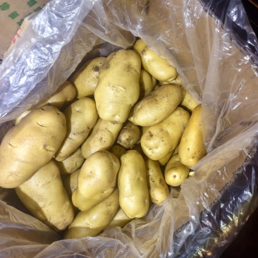 山东潍坊冷库土豆大量供应