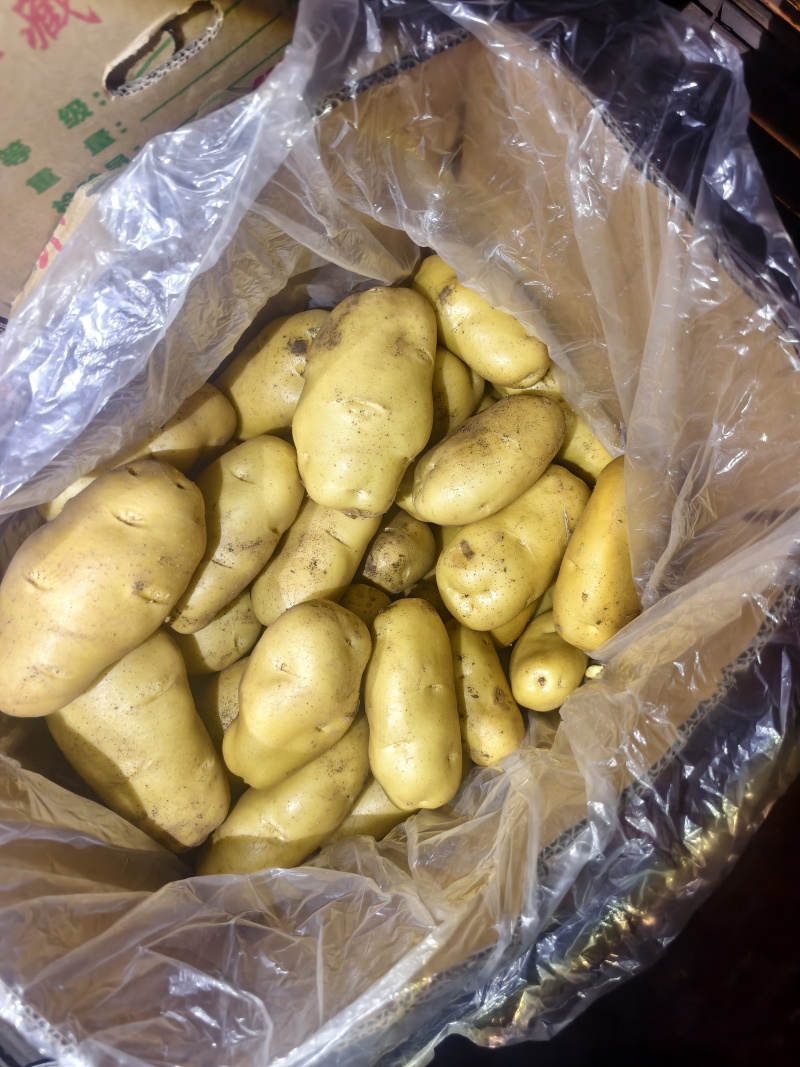 山东潍坊冷库土豆大量供应