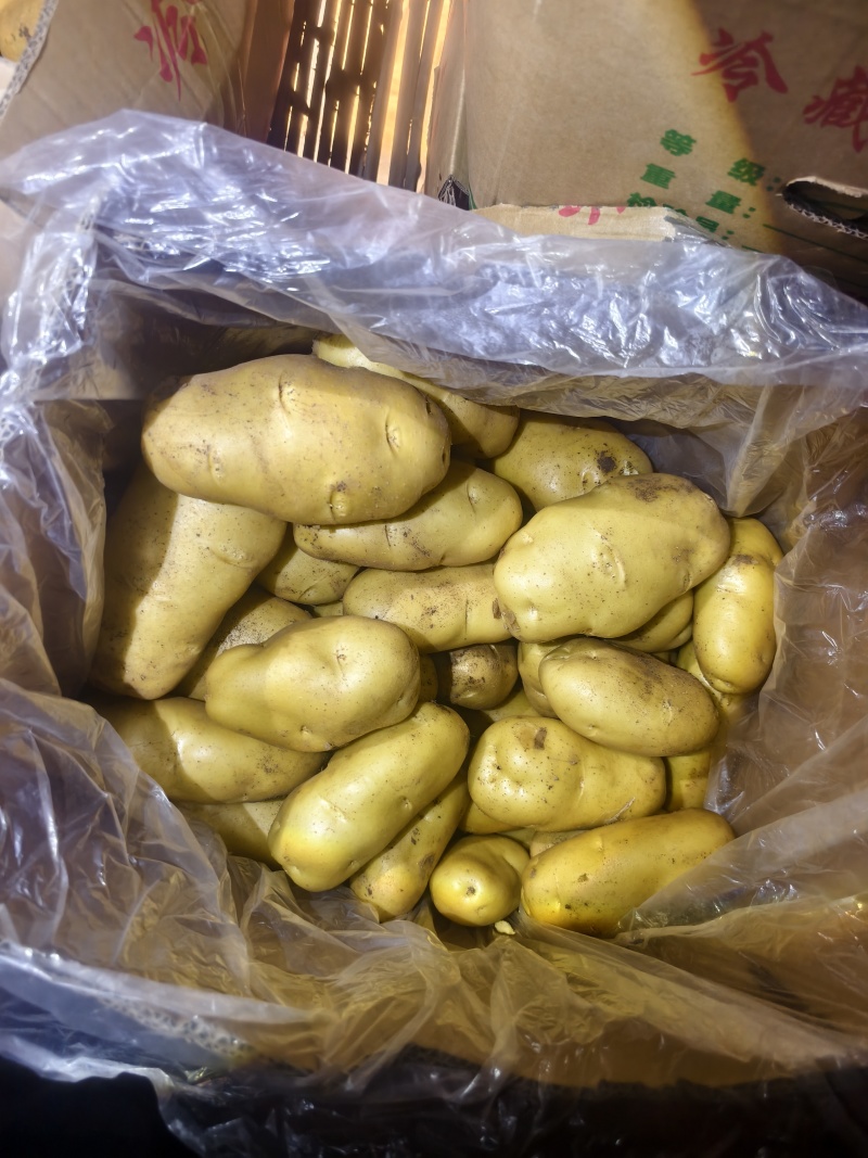 山东潍坊冷库土豆大量供应