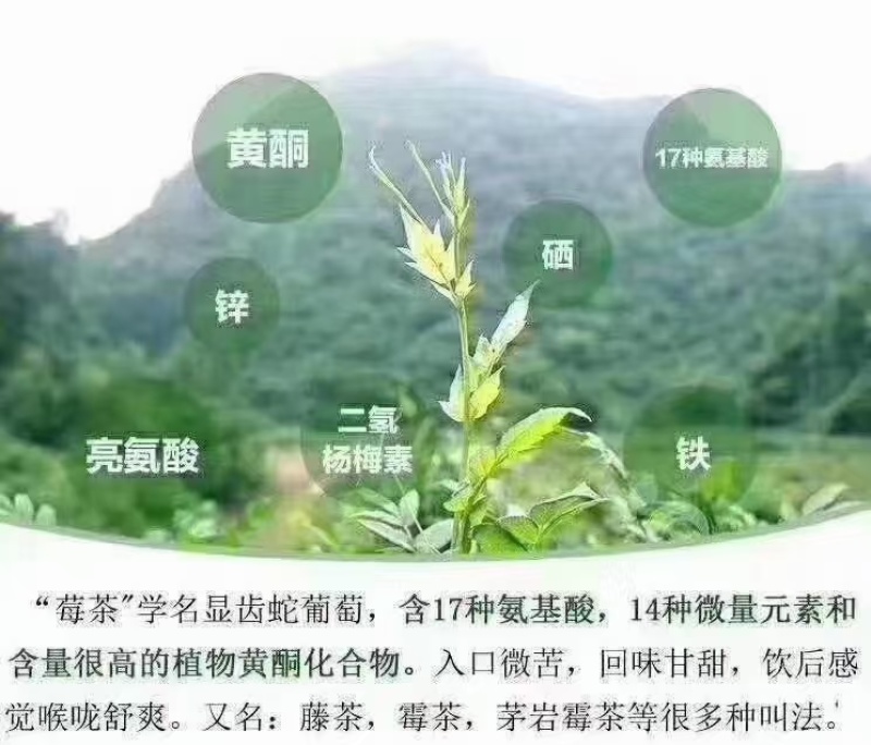 湘西州高山莓茶（藤茶）