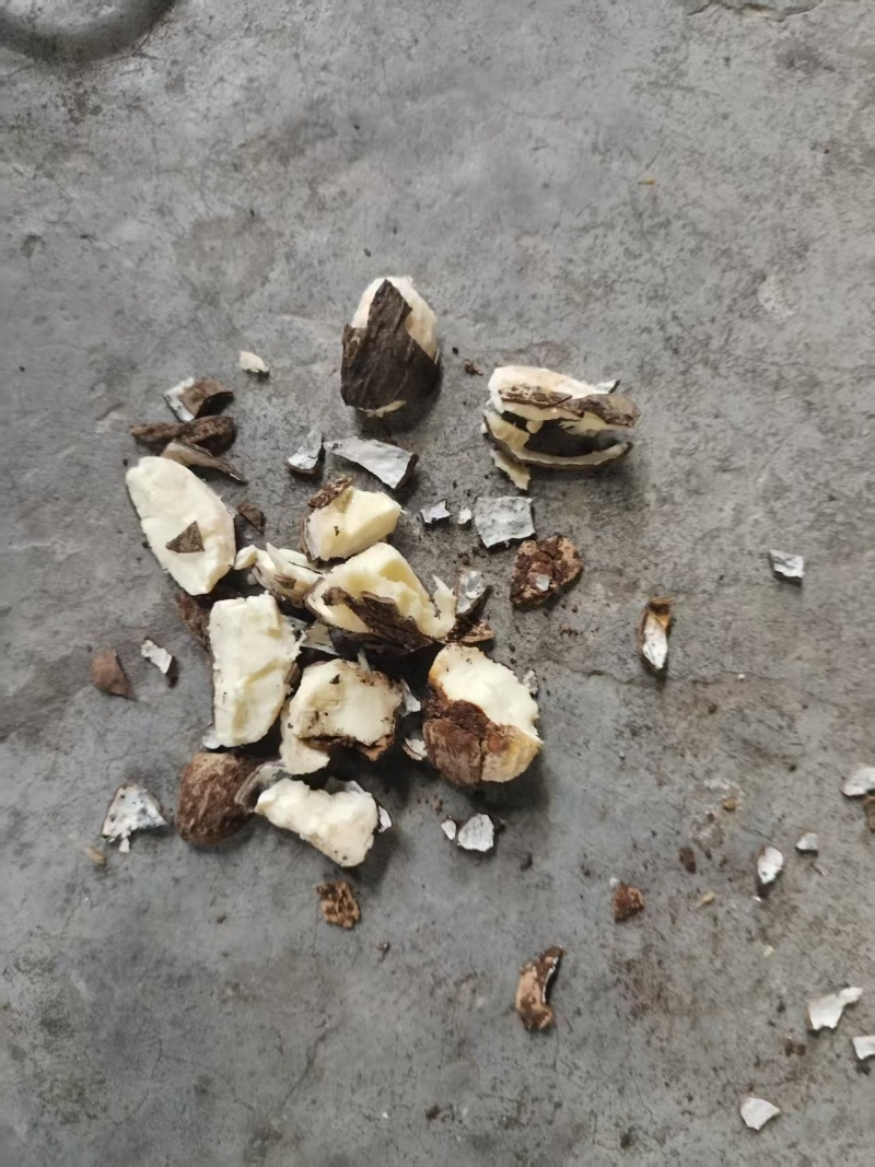 桐子通货