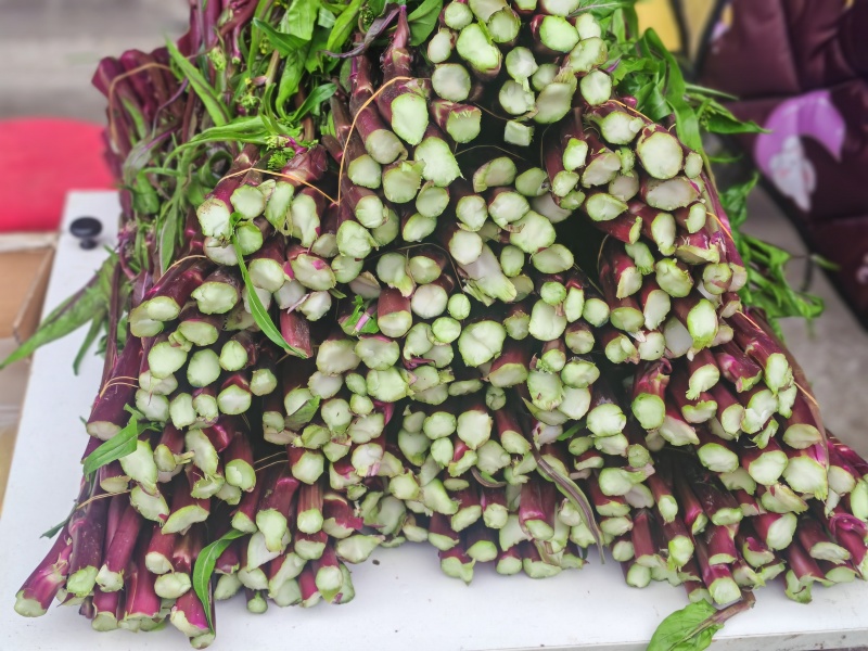 湖北红菜苔