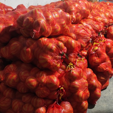 安江冰糖柚