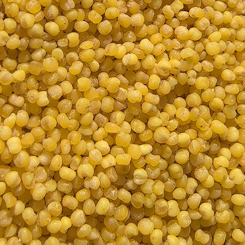 蔚县小米蔚州贡米