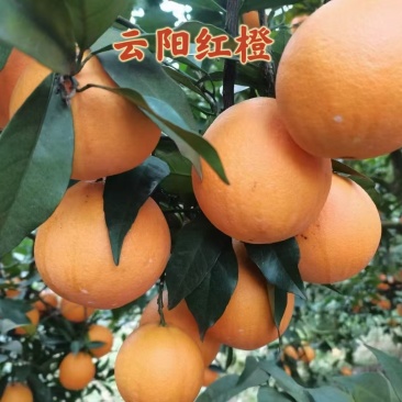 中华红橙