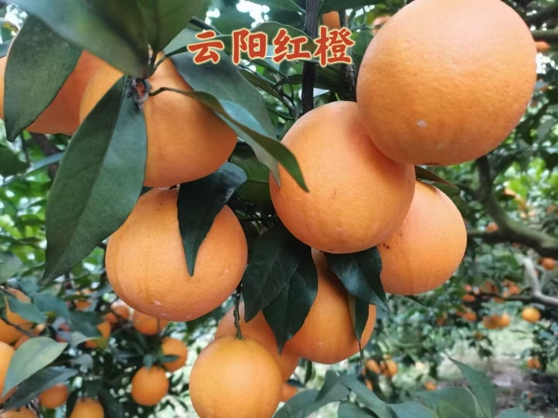 中华红橙