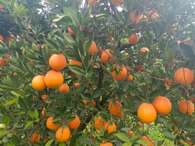 中华红橙