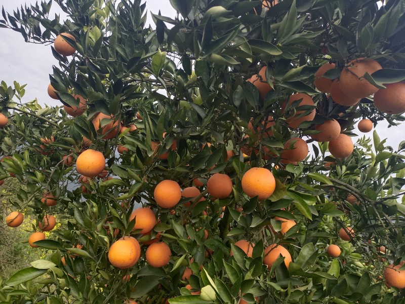 中华红橙