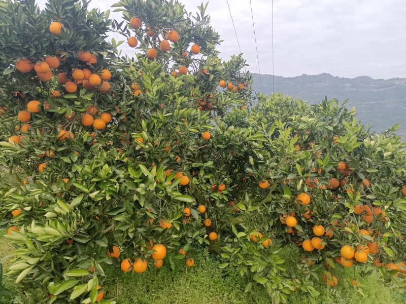 中华红橙