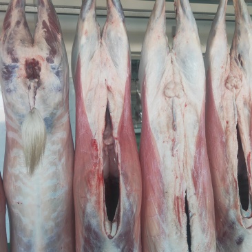 正宗的跑山戒子肉肉质细腻可口没有膻味。
