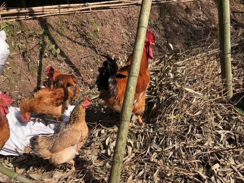 纯粮食散养、肉质紧致香、每鸡均重5～6斤左右