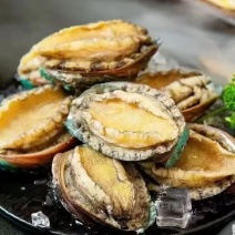 精品鲍鱼一手货源厂家直销量大从优