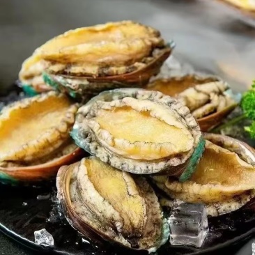 精品鲍鱼一手货源厂家直销量大从优