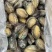 精品鲍鱼一手货源大量现货量大从优