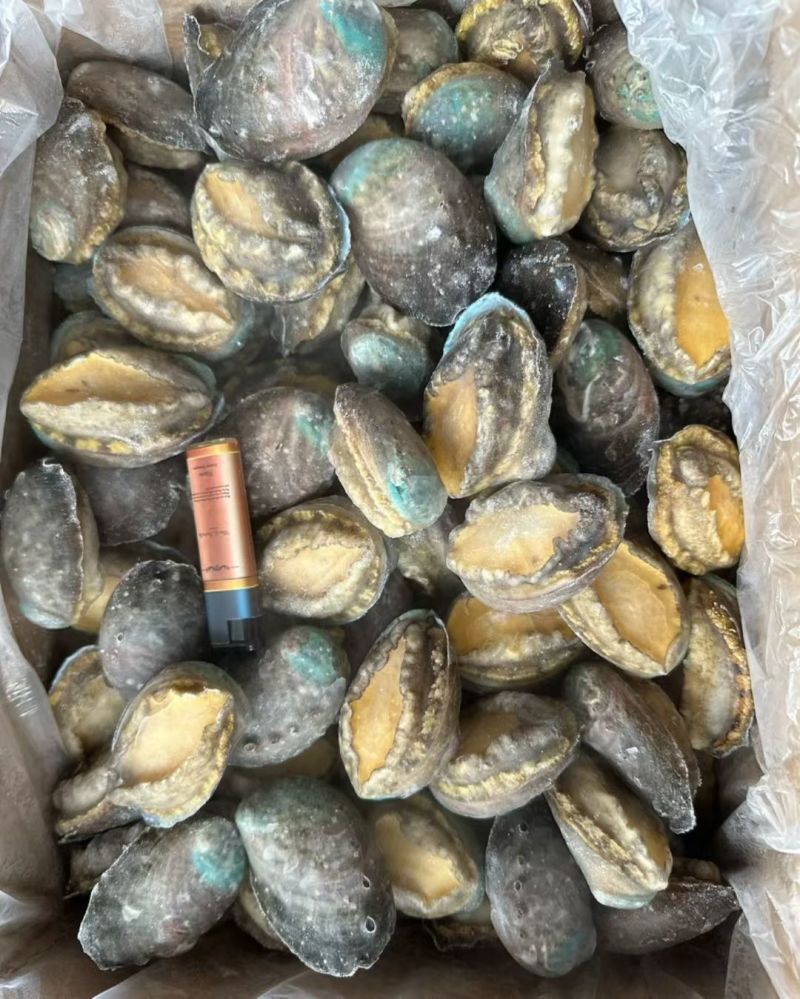 精品鲍鱼一手货源大量现货量大从优