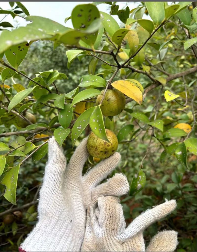 连州山茶油
