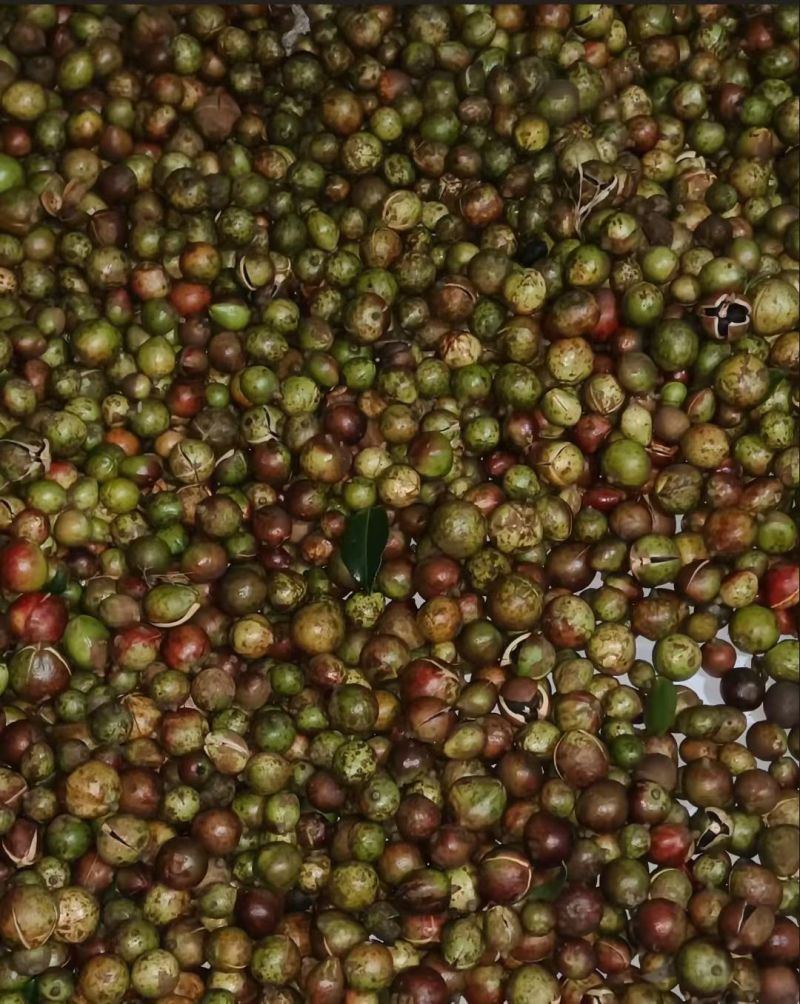 连州山茶油