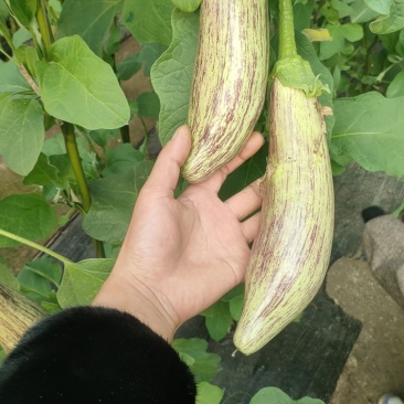 红花郎，面包茄子