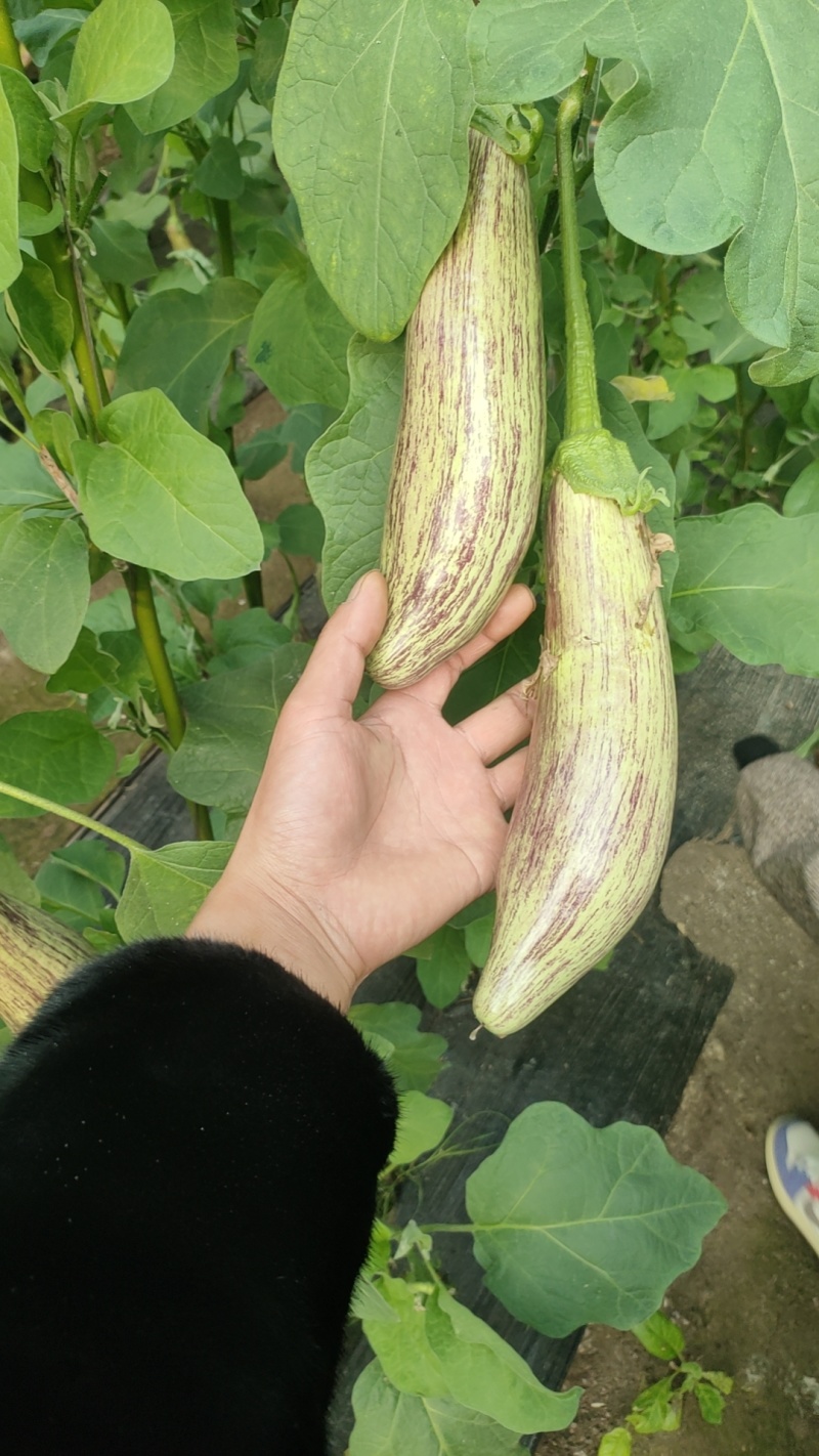 红花郎，面包茄子
