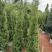 塔松50-300，各种规格的，大量低价出售