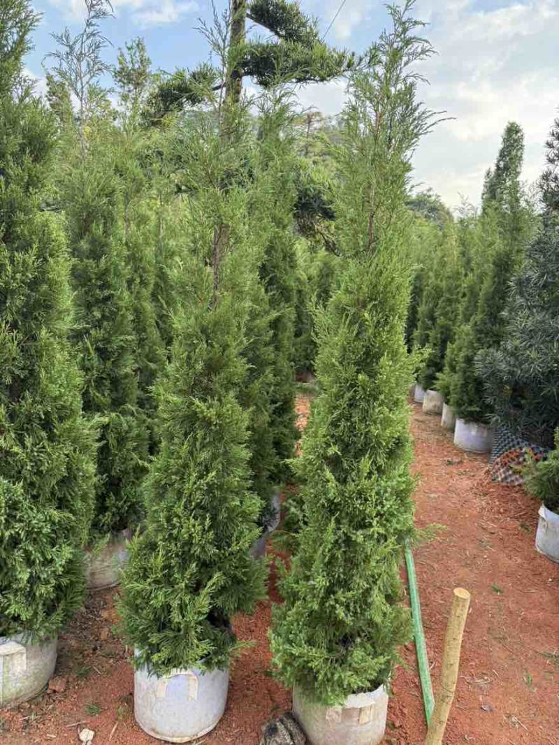 塔松50-300，各种规格的，大量低价出售