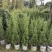 塔松50-300，各种规格的，大量低价出售