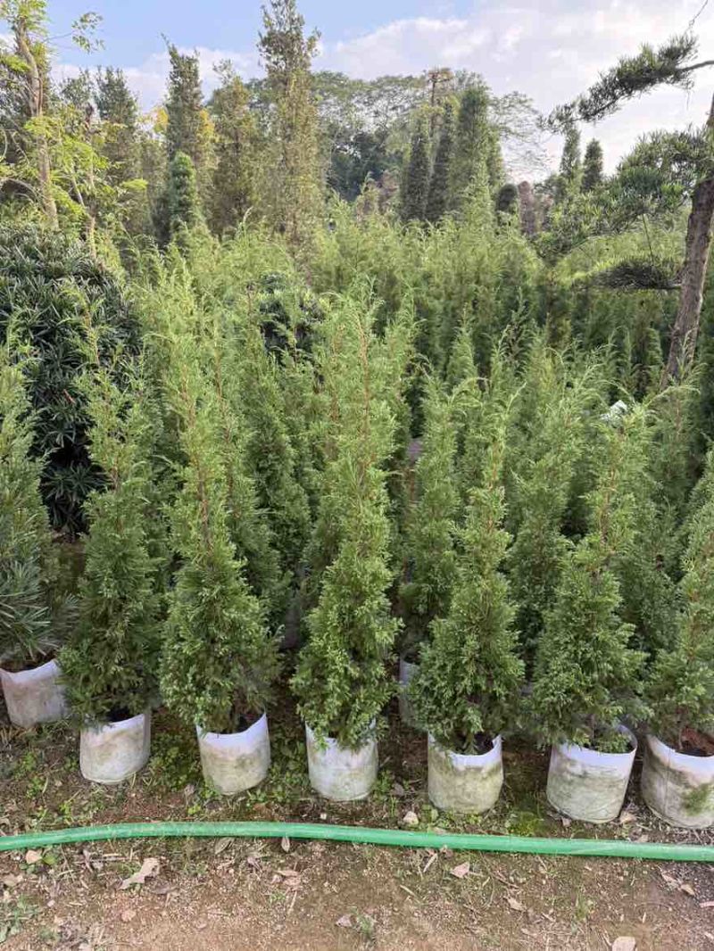 塔松50-300，各种规格的，大量低价出售