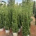 塔松50-300，各种规格的，大量低价出售