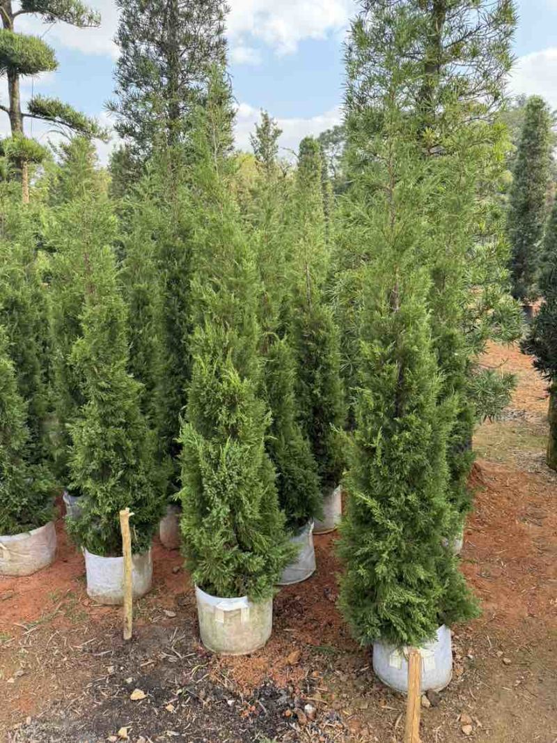 塔松50-300，各种规格的，大量低价出售