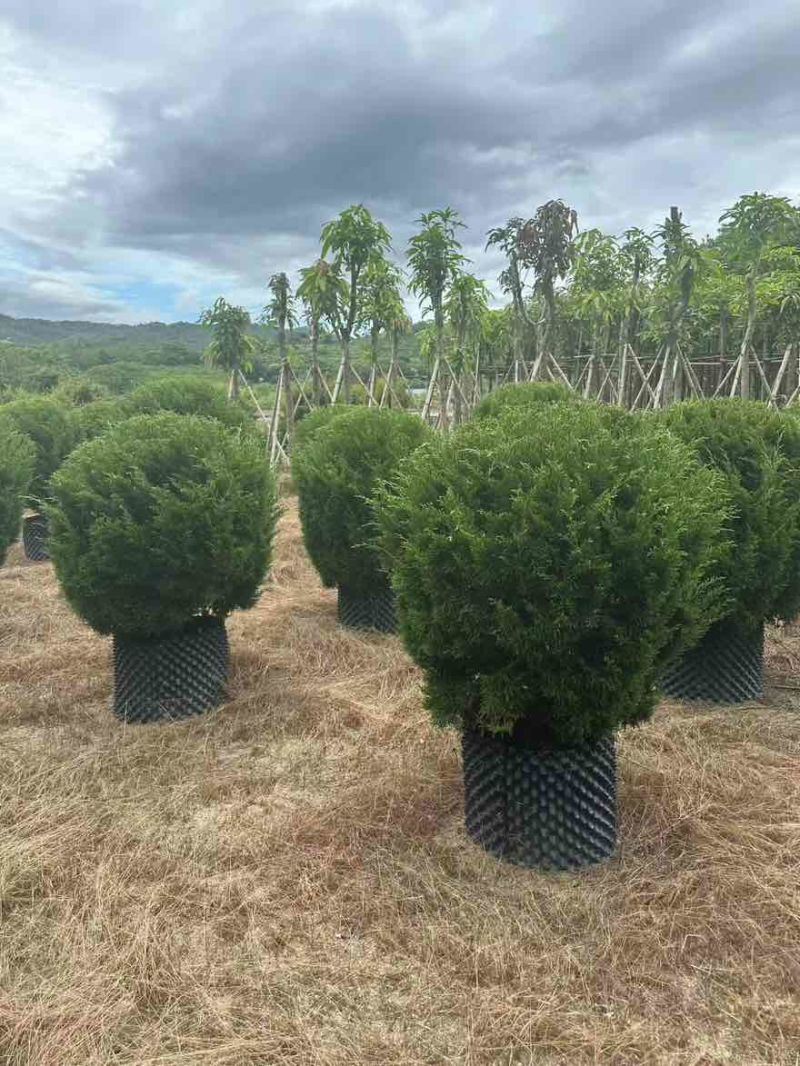 塔松50-300，各种规格的，大量低价出售