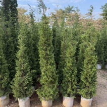 塔松50-300，各种规格的，大量低价出售