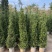 塔松50-300，各种规格的，大量低价出售