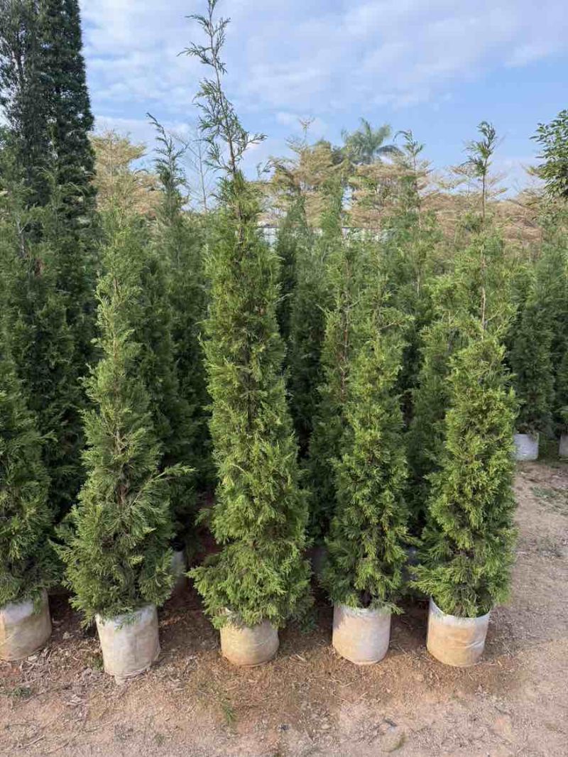 塔松50-300，各种规格的，大量低价出售