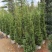 塔松50-300，各种规格的，大量低价出售