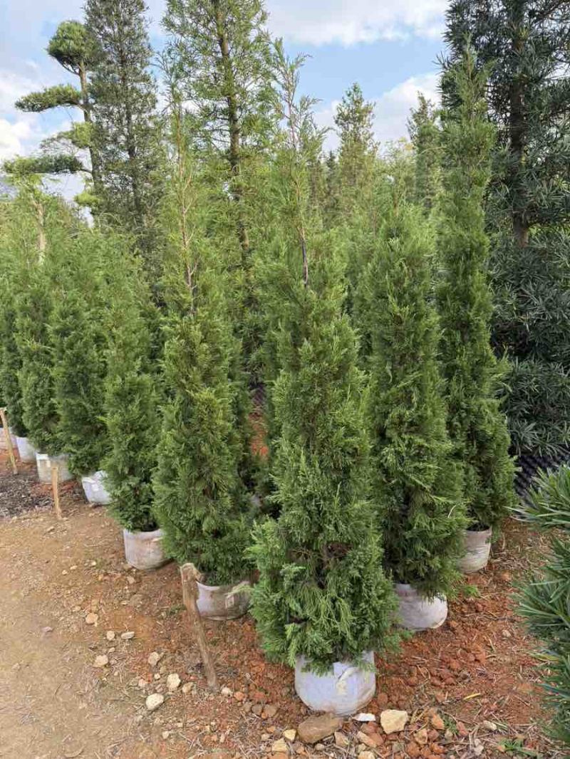 塔松50-300，各种规格的，大量低价出售