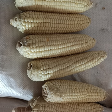 东北粘玉米