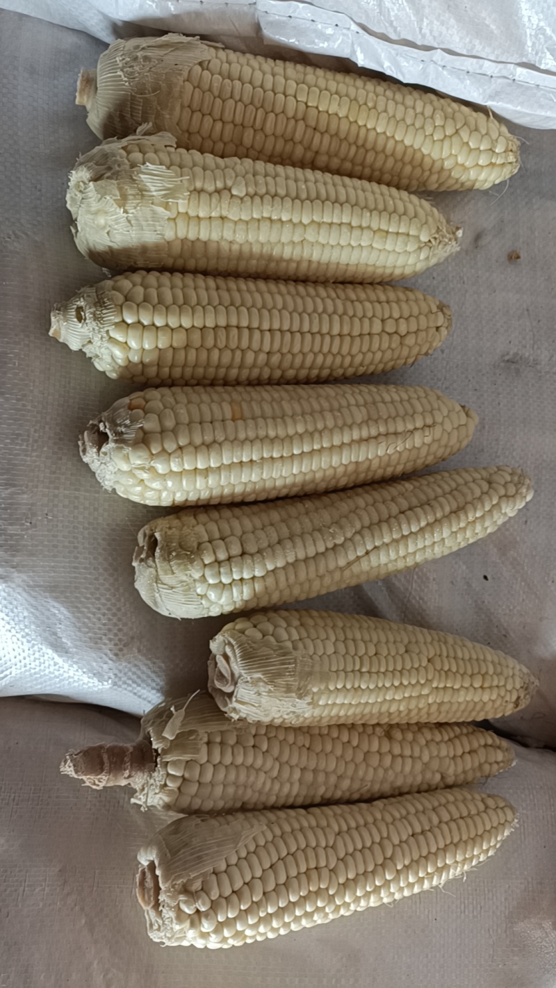 东北粘玉米