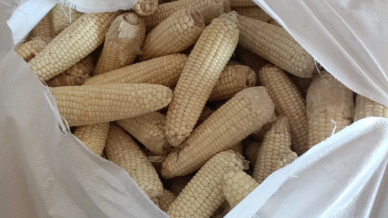 东北粘玉米