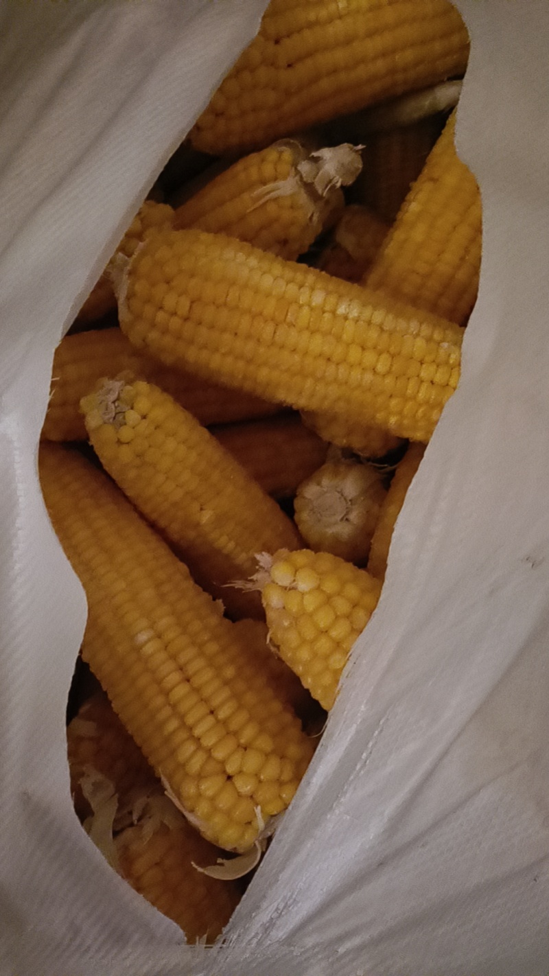 东北粘玉米