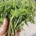 内蒙山野菜