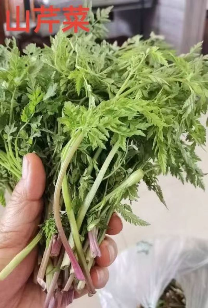 内蒙山野菜