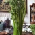 内蒙山野菜
